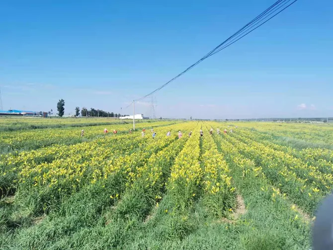 云州区黄花田景观