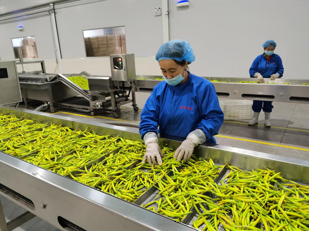 黄花加工厂工人分拣黄花