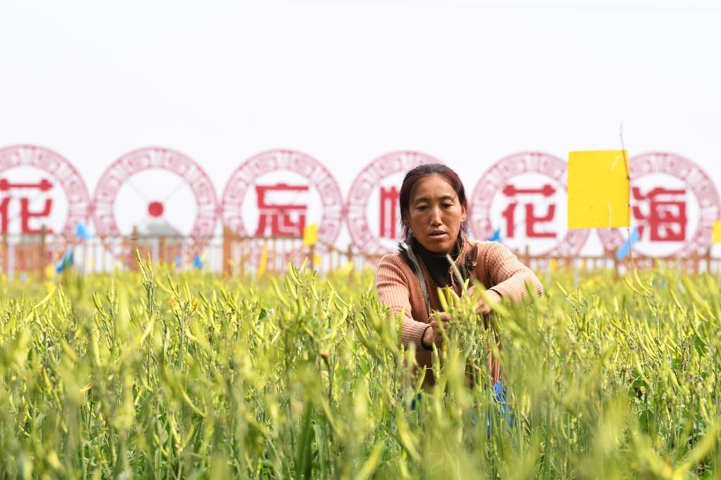 大同市云州区唐家堡村村民采摘黄花